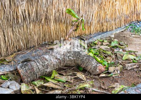 Ein großer Baumstamm liegt auf dem Boden neben einem Zaun. Der Baumstamm ist mit Blättern bedeckt und hat einen Zweig, der aus ihm herausragt. Die Szene hat eine natürliche und rosti Stockfoto