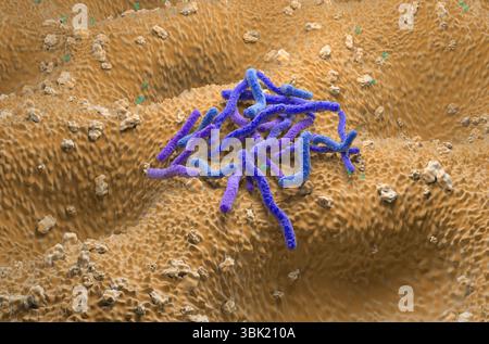 Helicobacter pylori-Bakterien - isometrische 3D-Darstellung Stockfoto
