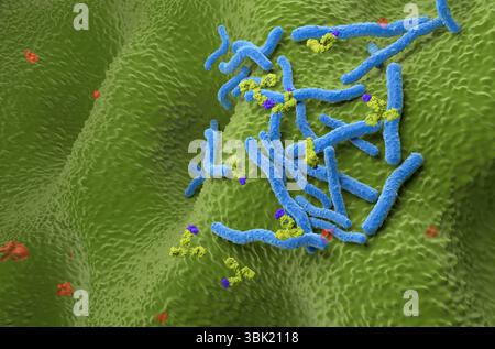 Monoklonale Antikörpertherapie bei Helicobacter pylori - isometrische 3D-Darstellung Stockfoto