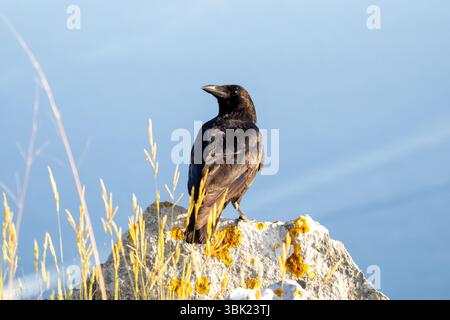 Rabe (Corvus corax), der auf einer felsigen Klippe über dem Meer thront, Küstenvogel vor blauem Hintergrund in natürlicher Umgebung. Stockfoto