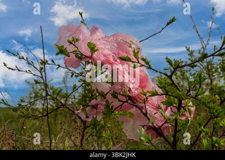 Eine pinkfarbene Plastiktüte verschlingt sich in den Ästen eines Busches, vor dem Hintergrund eines bewölkten Himmels und üppigen Grüns während des frühen Frühlings. Stockfoto
