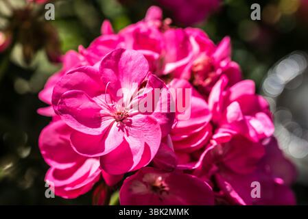 Pelargonium, Gartengeranie Sommer rosa Blume Nahaufnahme selektiver Fokus Stockfoto