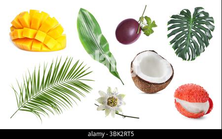 Tropische Blätter und Früchte isoliert auf weiß, Set Stockfoto