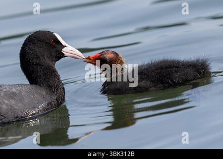 Köln, Deutschland. Juni 2025. Eine Hühnerküche wird von ihrer Mutter am Adenauer Weiher im Stadtwald gefüttert. Quelle: Rolf Vennenbernd/dpa/Alamy Live News Stockfoto