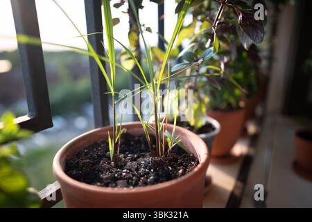 Sprossen von Zitronengraskraut im Topf auf dem Balkon. Anbau von hausgemachten Aromakräutern Stockfoto