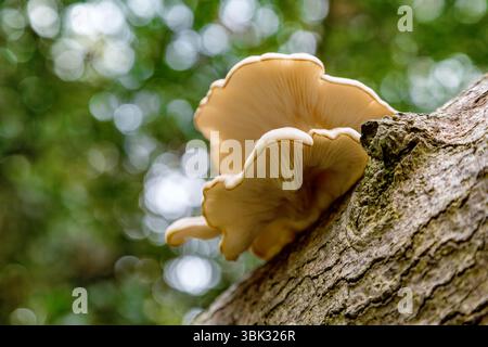 Austernpilze, Pleurotus ostreatus, wachsen auf einem Baumstamm im New Forest, Hampshire, Großbritannien. Ein essbarer Pilz, der bei Nahrungssuchern beliebt ist. Stockfoto