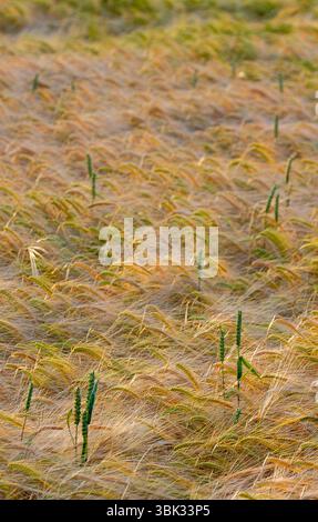 Freiwilliger Weizen auf reifendem Gerstenfeld Mitte Juni Cambridgeshire Stockfoto