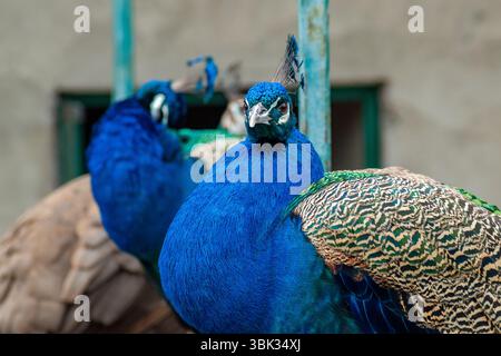 Aus nächster Nähe sehen Sie farbenfrohe Pfauen, die nebeneinander mit detailliertem, schimmerndem Gefieder und Mustern sitzen Stockfoto