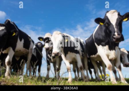 Schwarz-weiße Kühe mit flachem Design, die auf der Weide unter blauem Himmel grasen, mit gelben Ohrmarken Stockfoto
