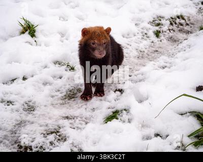 Bush Dog Welpe macht einen Spaziergang im Schnee Stockfoto