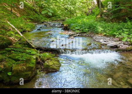 Wildwasserbach im dichten Wald. Landschaftlich schöne grüne Umgebung des ukrainischen Waldes im Sommer. Wunderschöne Naturlandschaft. Frische von Wäldern auf einem sonnigen Stockfoto