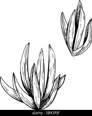 Eine Reihe von Eispflanzen. Dünen an der Küste. Schwarz-weiß Hand gezeichnete botanische Stil Vektor-Illustration. Mit schwarzer Tinte lackiert. Skizzieren Sie mit Fein Stock Vektor
