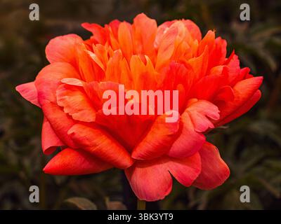 Eine Nahaufnahme einer Pfingstrose im Blumenzelt bei der Chelsea Flower Show in London, Großbritannien. Stockfoto