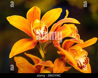Eine Nahaufnahme der Cymbidium-Orchideen bei der Chelsea Flower Show in London, Großbritannien. Stockfoto