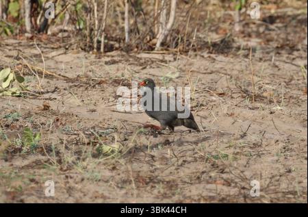 Rotschnabel-Spurvogel - Pternistis adspersus Stockfoto