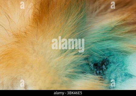 Behandelte Wunden bei einem Hund in Nahaufnahme Stockfoto