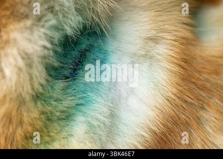 Behandelte Wunden bei einem Hund in Nahaufnahme Stockfoto