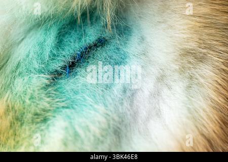Behandelte Wunden bei einem Hund in Nahaufnahme Stockfoto