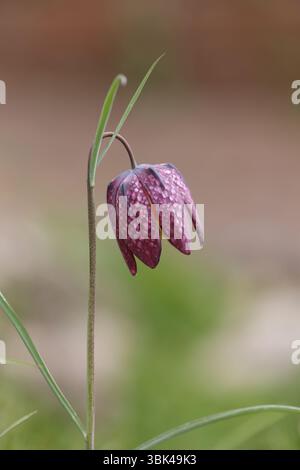 Schlange den Kopf Fritillary - Fritillaria meleagris Stockfoto
