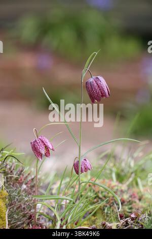 Schlange den Kopf Fritillary - Fritillaria meleagris Stockfoto