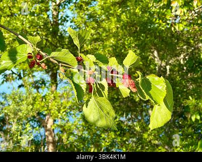 Nahaufnahme eines Maulbeerbaums mit üppig grünen Blättern und reifenden Beeren, aufgenommen an einem hellen sonnigen Tag mit einem klaren blauen Himmel Hintergrund. Stockfoto