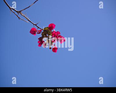 Leuchtend rosa Bougainvillea-Zweig in Blüte steht vor einem wolkenlosen, hellblauen Himmel, mit viel Copyspace, ideal für Design oder Werbung. Stockfoto