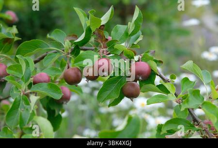 Frühsommeräpfel wachsen auf Bäumen in einem englischen Garten in norfolk, england Stockfoto
