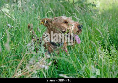 irischer Terrierhund, der in der Sommerhitze keucht, in langem Gras liegt, norfolk, england Stockfoto