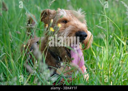 irischer Terrierhund, der in der Sommerhitze keucht, in langem Gras liegt, norfolk, england Stockfoto