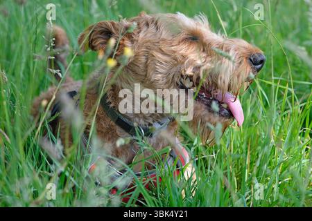 irischer Terrierhund, der in der Sommerhitze keucht, in langem Gras liegt, norfolk, england Stockfoto