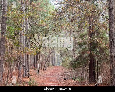 Ein ruhiger Waldweg schlängelt sich durch hohe Bäume, bedeckt mit gefallenen Kiefernnadeln und eingerahmt von Laub im frühen Herbst in einer ruhigen natürlichen Umgebung Stockfoto