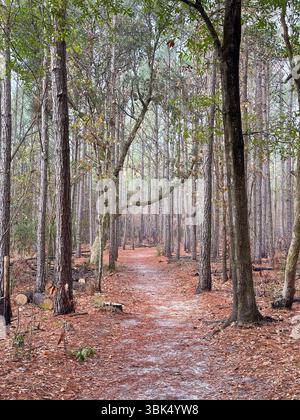 Ein ruhiger Waldweg schlängelt sich durch hohe Bäume, bedeckt mit gefallenen Kiefernnadeln und eingerahmt von Laub im frühen Herbst in einer ruhigen natürlichen Umgebung Stockfoto