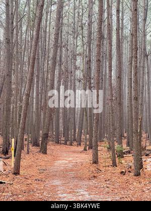 Ein ruhiger Waldweg schlängelt sich durch hohe Bäume, bedeckt mit gefallenen Kiefernnadeln und eingerahmt von Laub im frühen Herbst in einer ruhigen natürlichen Umgebung Stockfoto