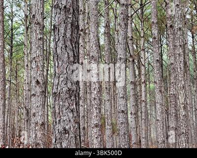 Hohe Kiefern stehen in einem dichten Wald dicht beieinander und zeigen strukturierte Rinde und grüne Nadeln in einer natürlichen Waldlandschaft Stockfoto