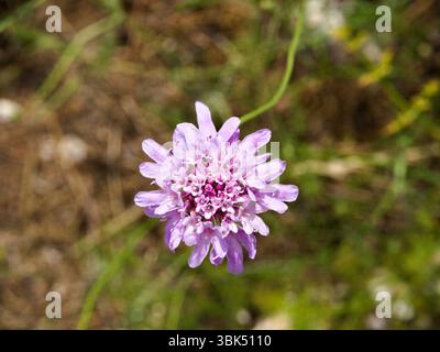 Makrofoto von scabiosa Columbaria Blume mit weichen violetten Blüten und detaillierter Textur, isoliert auf einem üppig grünen, verschwommenen Hintergrund. Stockfoto