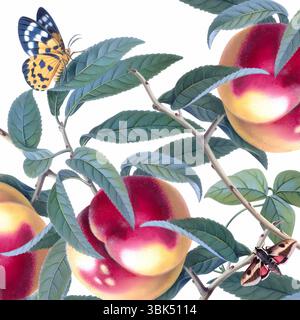 Blumen und Schmetterlinge: Gelb-rote Früchte und Schmetterlinge auf weißem Hintergrund. Stockfoto