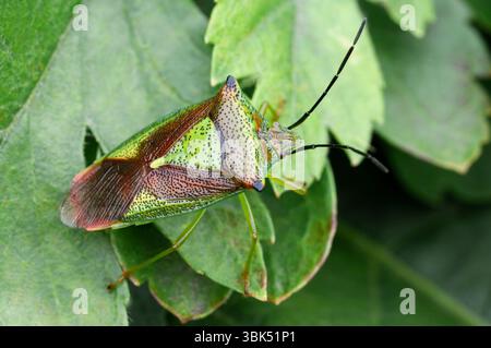Hawthorn Shield Bug (Acanthosoma haemorrhoidale) ruht auf Blatt in Weißdornhecke, Berwickshire, Schottland, September Stockfoto