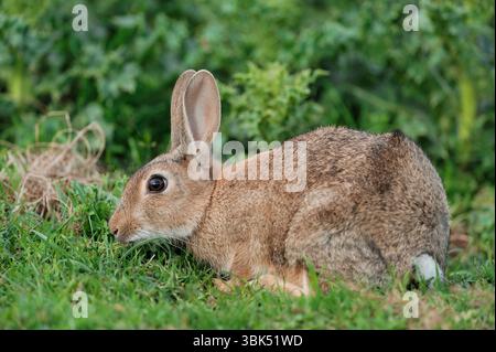 Kaninchen (Oryctolagus cuniculus) Jungtier auf geerntetem Gras in einem Stadtpark, Holyrood Park, Edinburgh, Schottland, Juli Stockfoto
