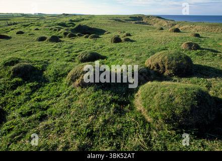 Gelbe Wiesenantie (Lasius flavus) Nesthügel auf beweidetem, Küstengrasland, Northumberland, England, März Stockfoto