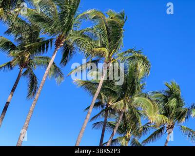 Ein lebhaftes Bild mit hohen Palmen mit üppigen, grünen Wedeln, die vor einem lebhaften, wolkenlosen blauen Himmel stehen. Aus einem niedrigen Winkel erfasst Stockfoto
