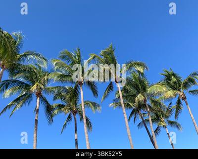 Ein lebhaftes Bild mit hohen Palmen mit üppigen, grünen Wedeln, die vor einem lebhaften, wolkenlosen blauen Himmel stehen. Aus einem niedrigen Winkel erfasst Stockfoto