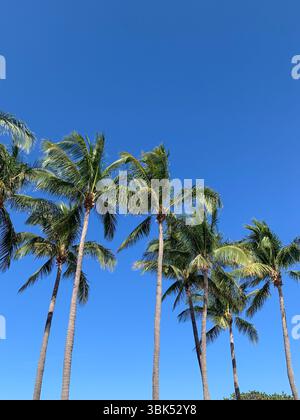 Ein lebhaftes Bild mit hohen Palmen mit üppigen, grünen Wedeln, die vor einem lebhaften, wolkenlosen blauen Himmel stehen. Aus einem niedrigen Winkel erfasst Stockfoto
