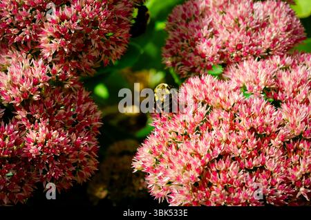 Königin Biene auf einem bunten Blumenkopf in der Sonne mit unscharfem Hintergrund. Stockfoto