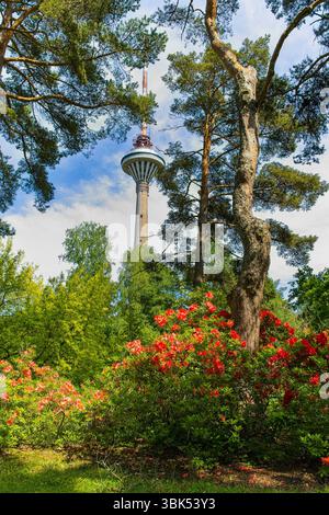 Der Tallinner Fernsehturm (Teletorn) erhebt sich über den Baumkronen, vom Tallinner Botanischen Garten aus gesehen an einem sonnigen Sommertag in Pirita, Estland. Stockfoto