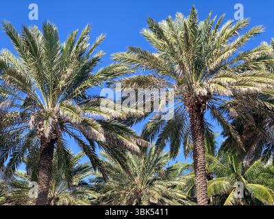 Ein lebhaftes Bild mit hohen Palmen mit üppigen, grünen Wedeln, die vor einem lebhaften, wolkenlosen blauen Himmel stehen. Aus einem niedrigen Winkel erfasst Stockfoto