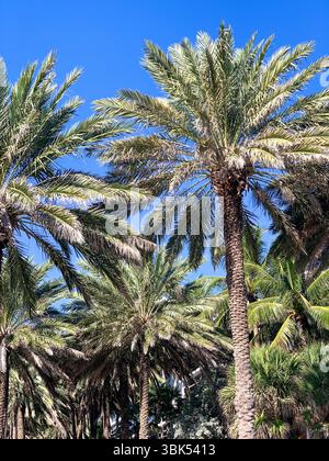 Ein lebhaftes Bild mit hohen Palmen mit üppigen, grünen Wedeln, die vor einem lebhaften, wolkenlosen blauen Himmel stehen. Aus einem niedrigen Winkel erfasst Stockfoto