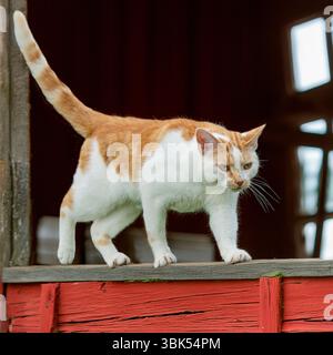 ingwer und weiße Katze an einer Stalltür Stockfoto