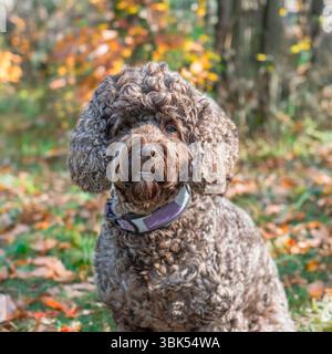 Kakapoo sitzt im Herbst im Wald Stockfoto