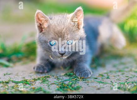 Ein flauschiges graues Kätzchen mit hellblauen Augen liegt auf einem sonnendurchfluteten Pfad, fokussiert und aufmerksam. Ideal für Kampagnen mit Haustieren, Blogs und liebenswerte Lifestyle Co Stockfoto
