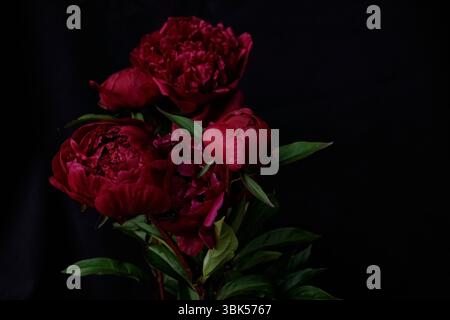 Moody Strauß von tiefroten Pfingstrosen mit grünem Laub auf schwarzem Stoff Stockfoto